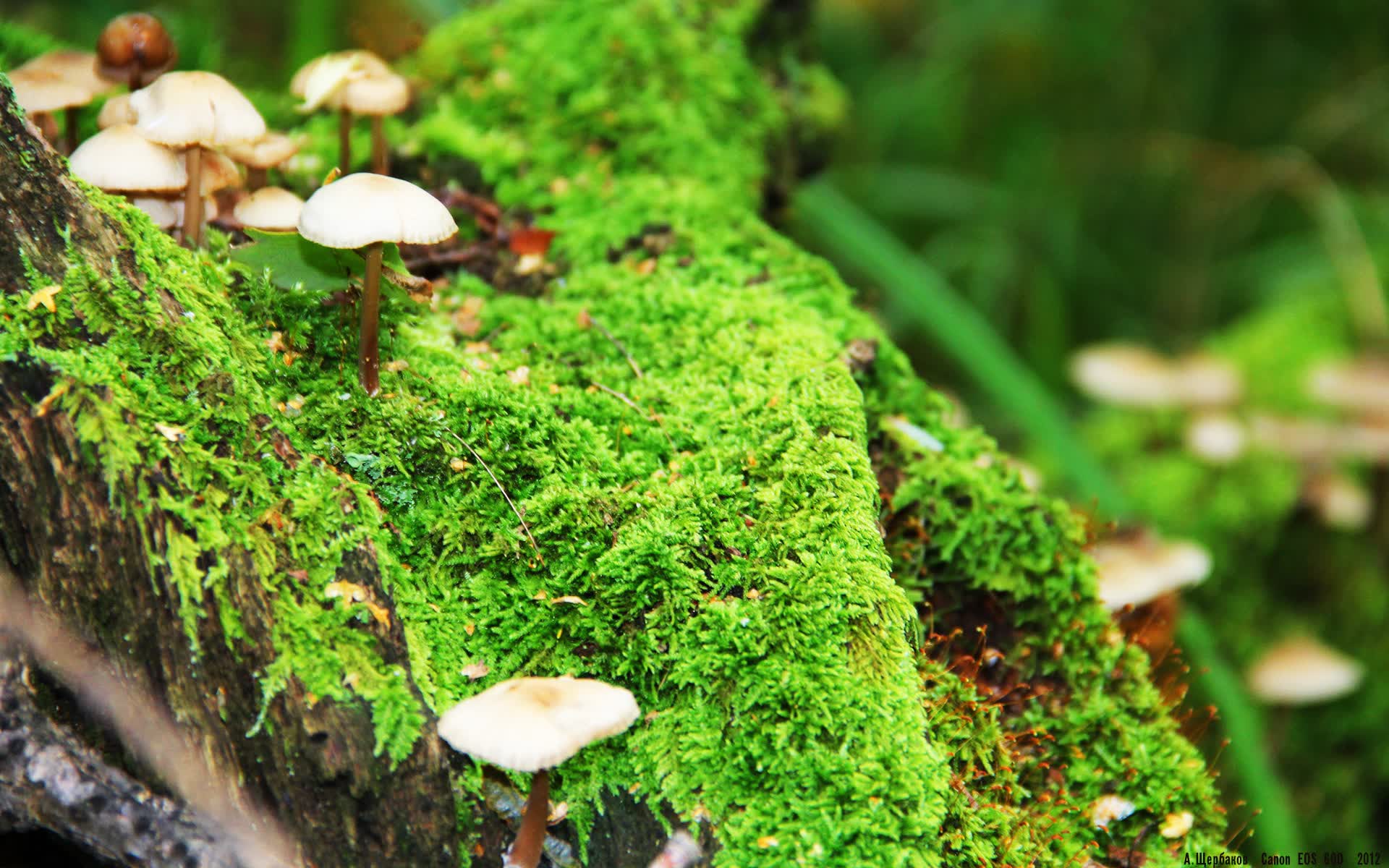 世界保龄球高校联赛春夏赛季优秀学员技术榜单公布,世界保龄球大赛视频